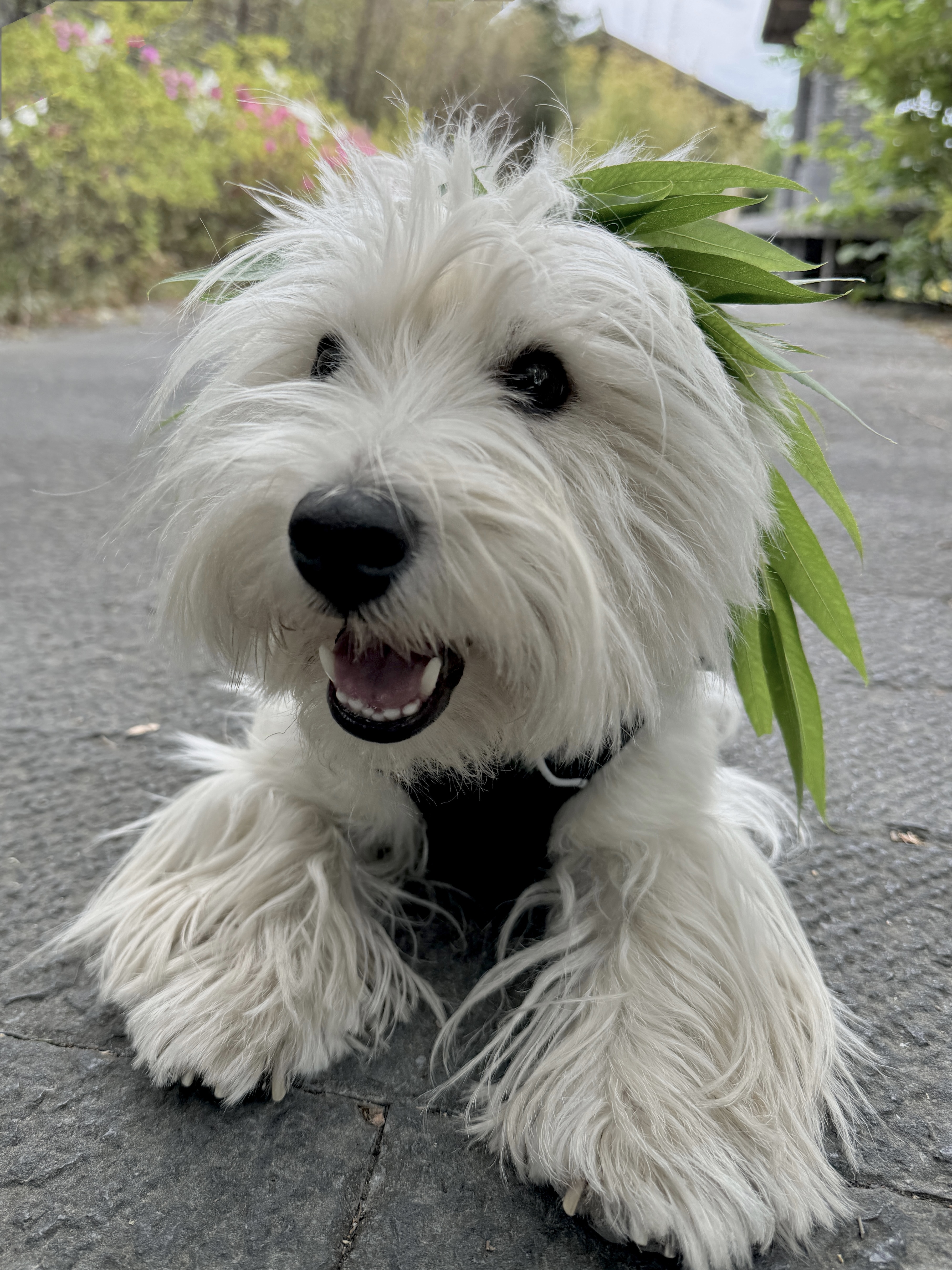 Doggie