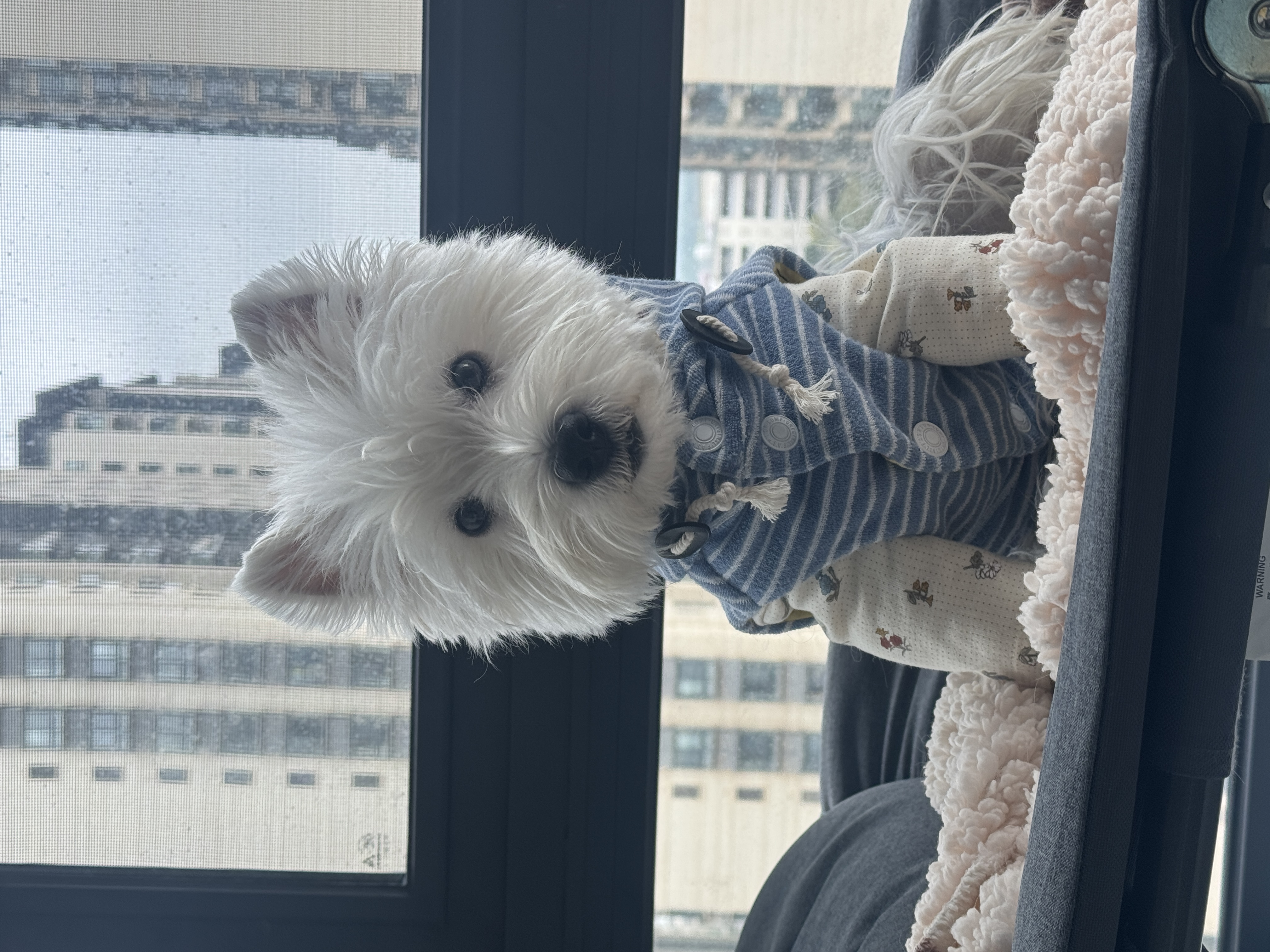 Dolly