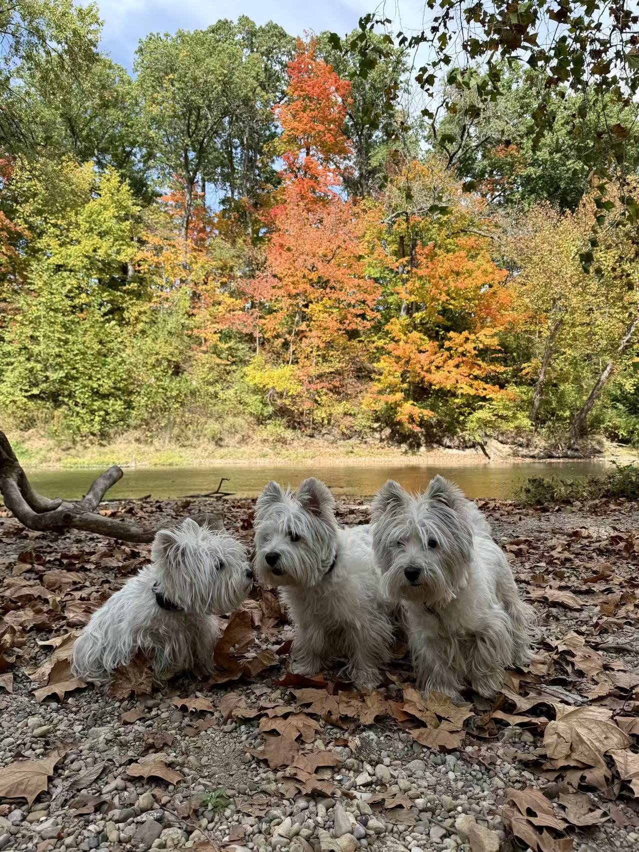 Leaf Peeping in Indy